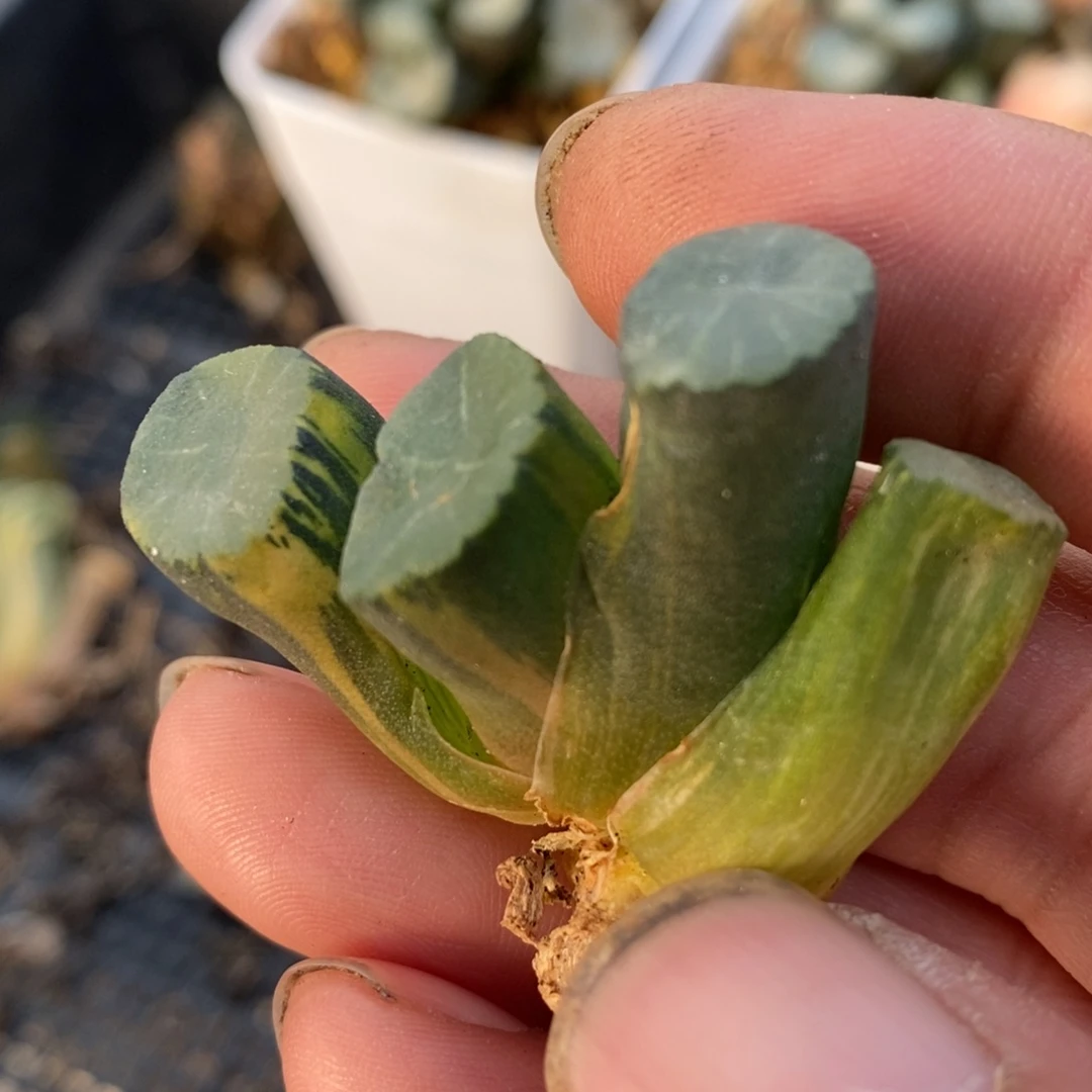 一颗实生万象锦。