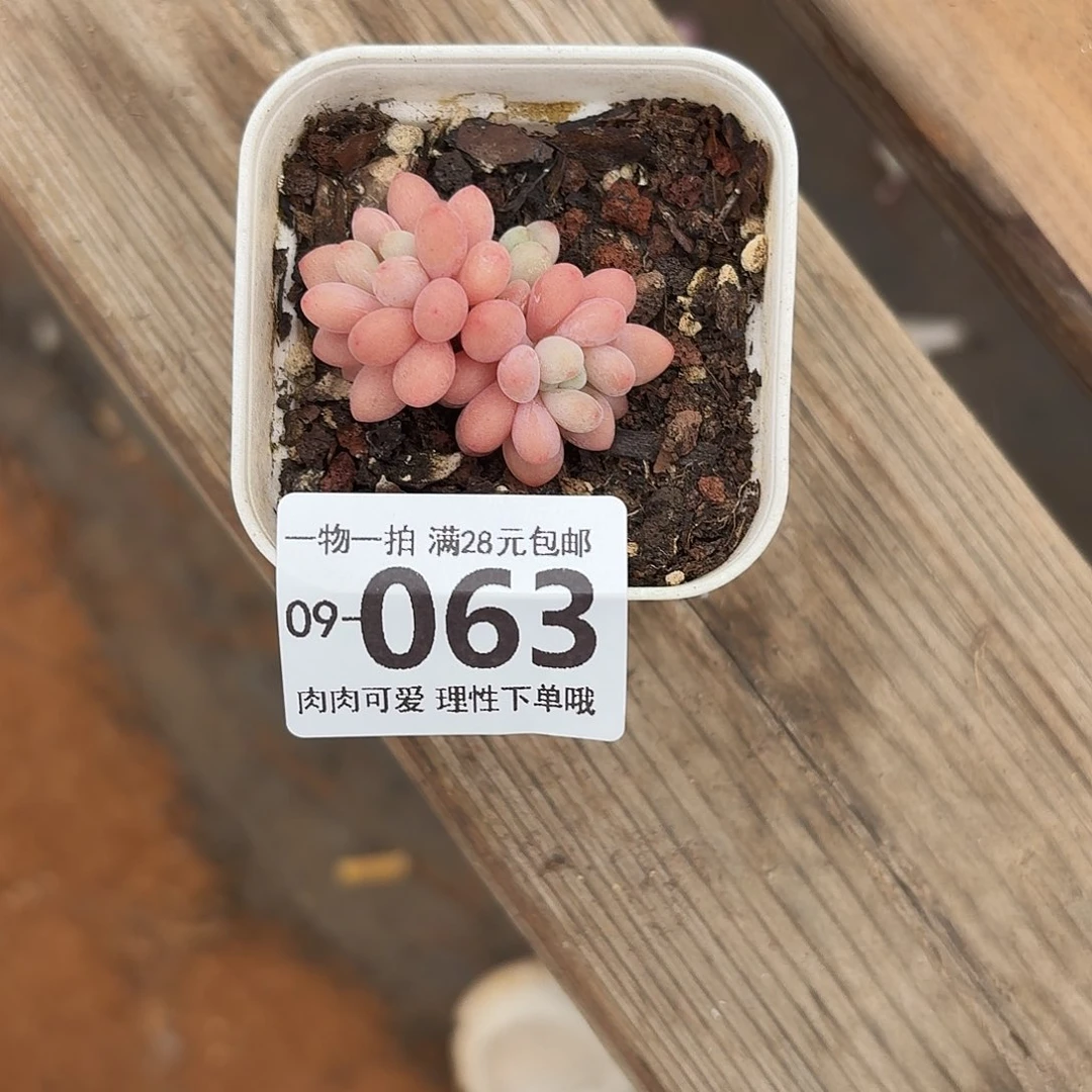 鱼子酱多肉无盆土发货