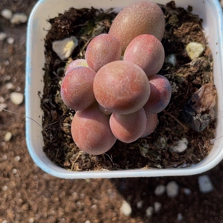 一物一拍双头满18包邮