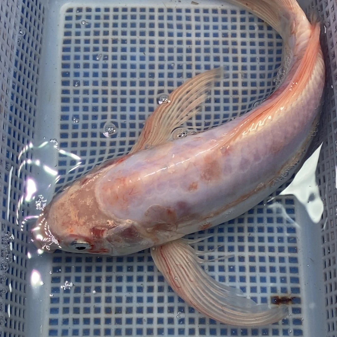 锦鲤冷水锦鲤包邮