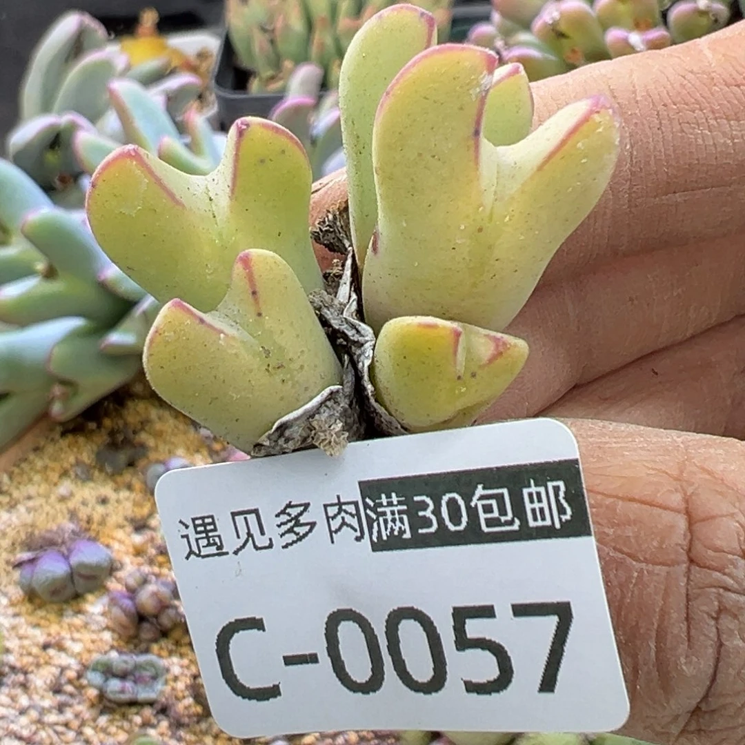 多肉植物的e 11111111111111111