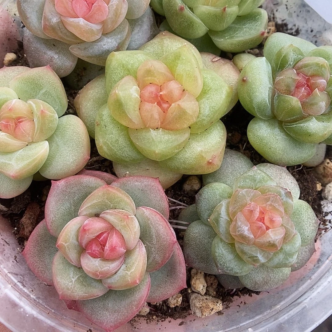 一物一拍一物一拍925-178