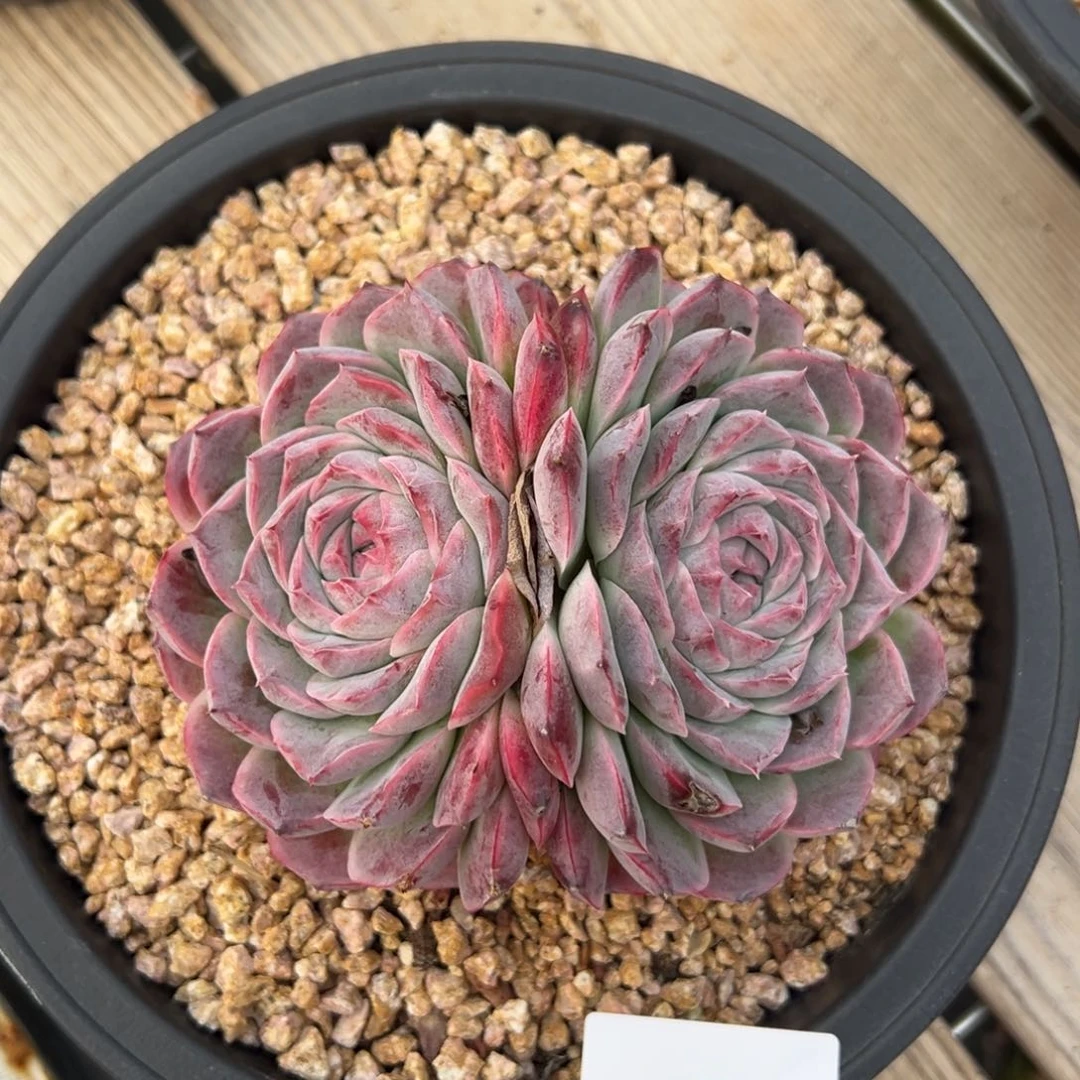 花****I3799肉肉肉肉肉肉