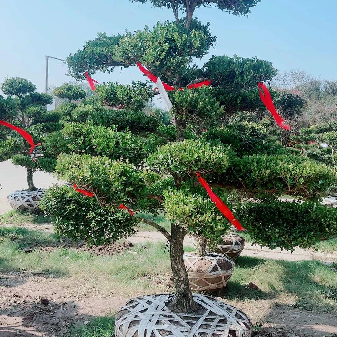 无花朵徐*1黄杨造型树123333