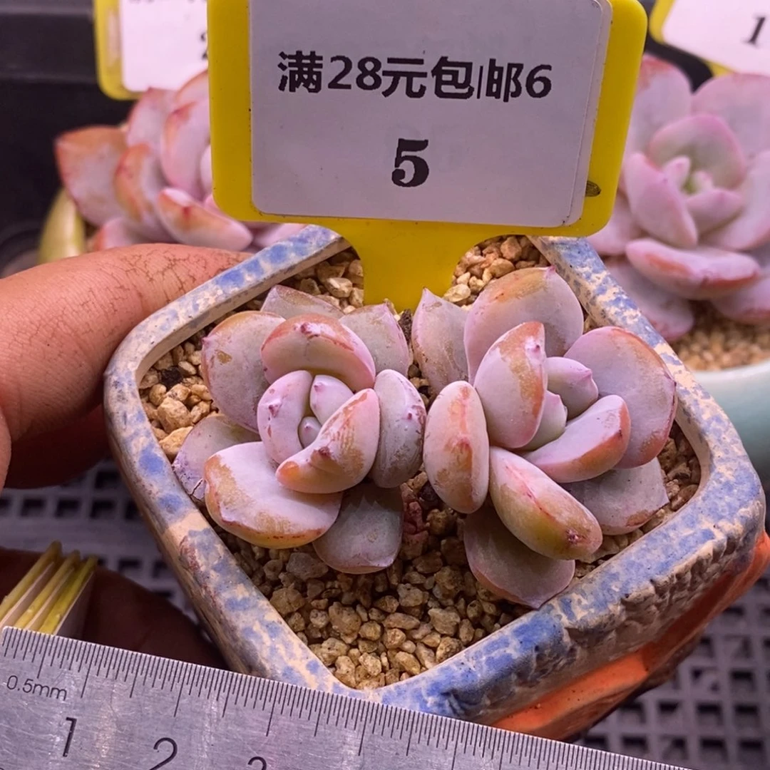 65精控奶茶老桩双头