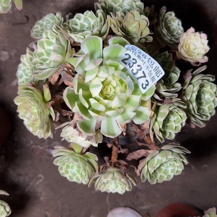 23373南孔雀翎多肉植物