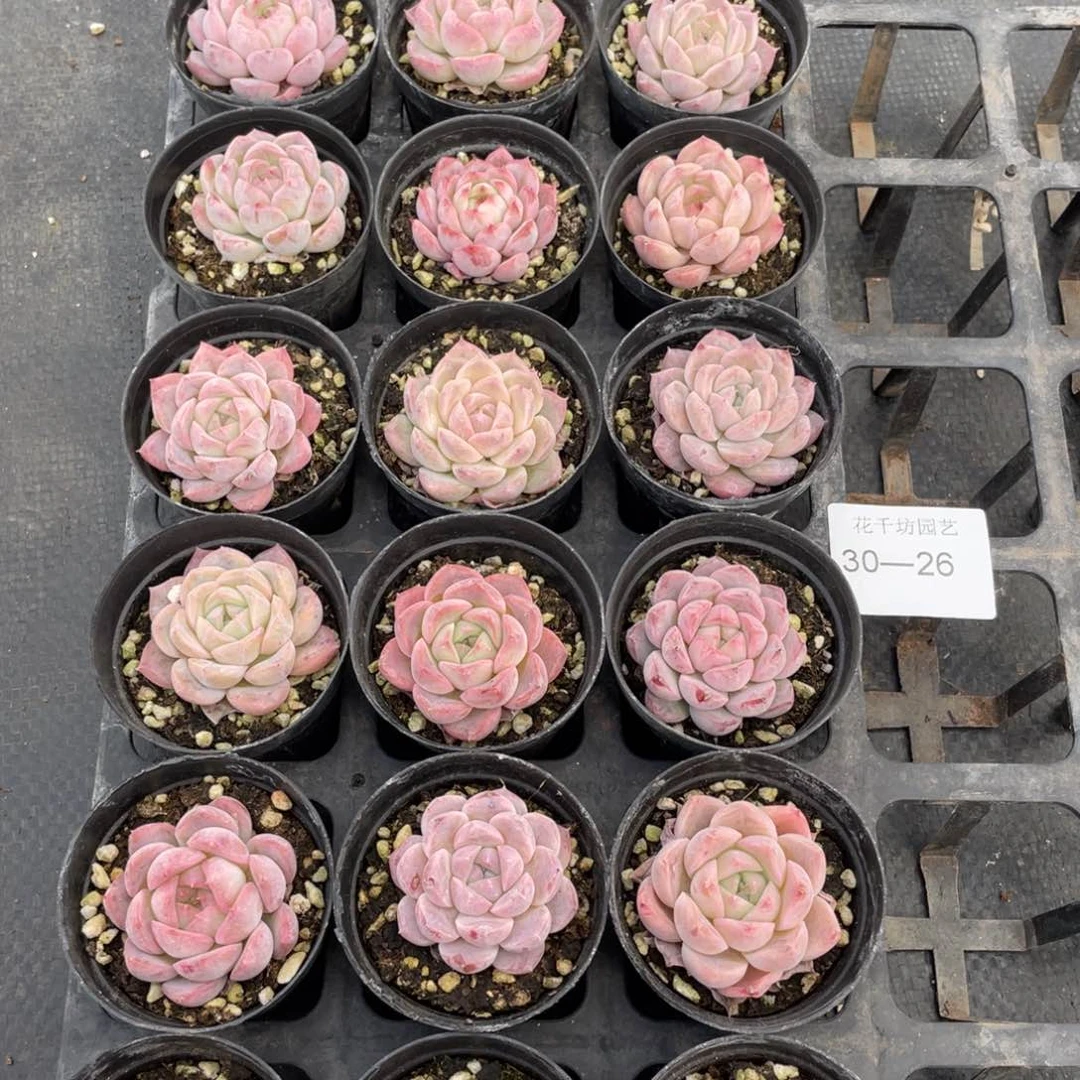 一物一拍18颗30-26