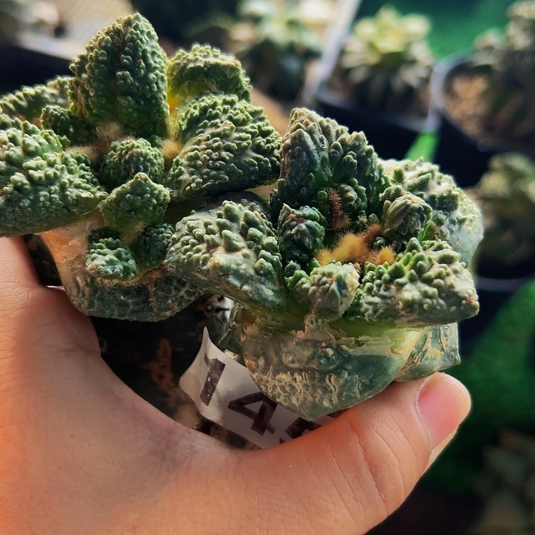 无花朵福利两颗大尤哥斯拉牡丹145.203