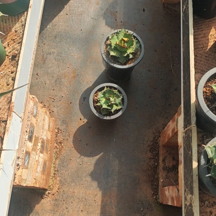 凯撒精品龙舌兰黑帝斯精品龙舌兰