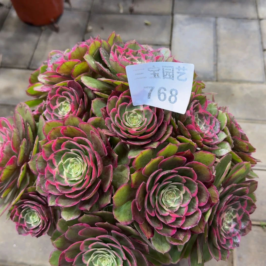 多肉植物768粉花妖