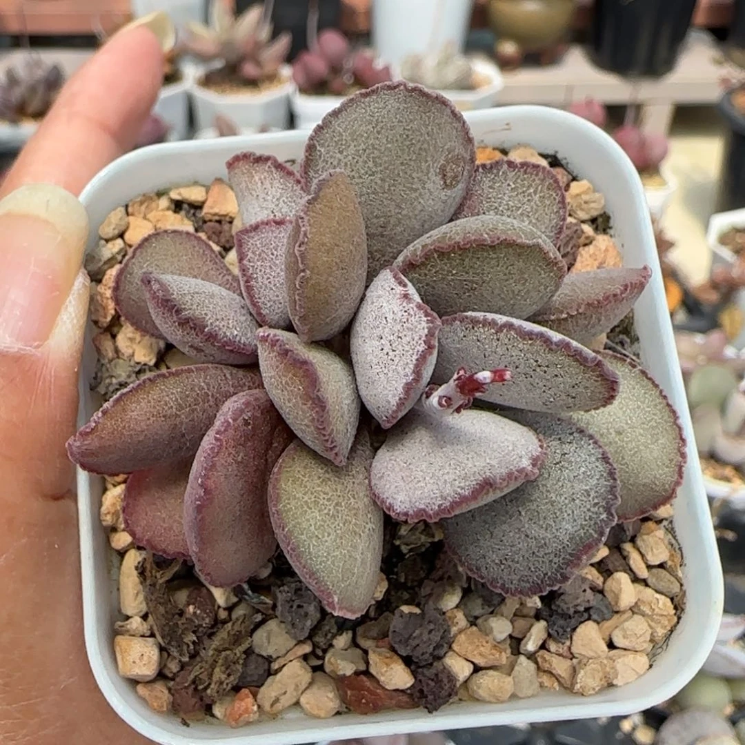 蕾丝红蛋。