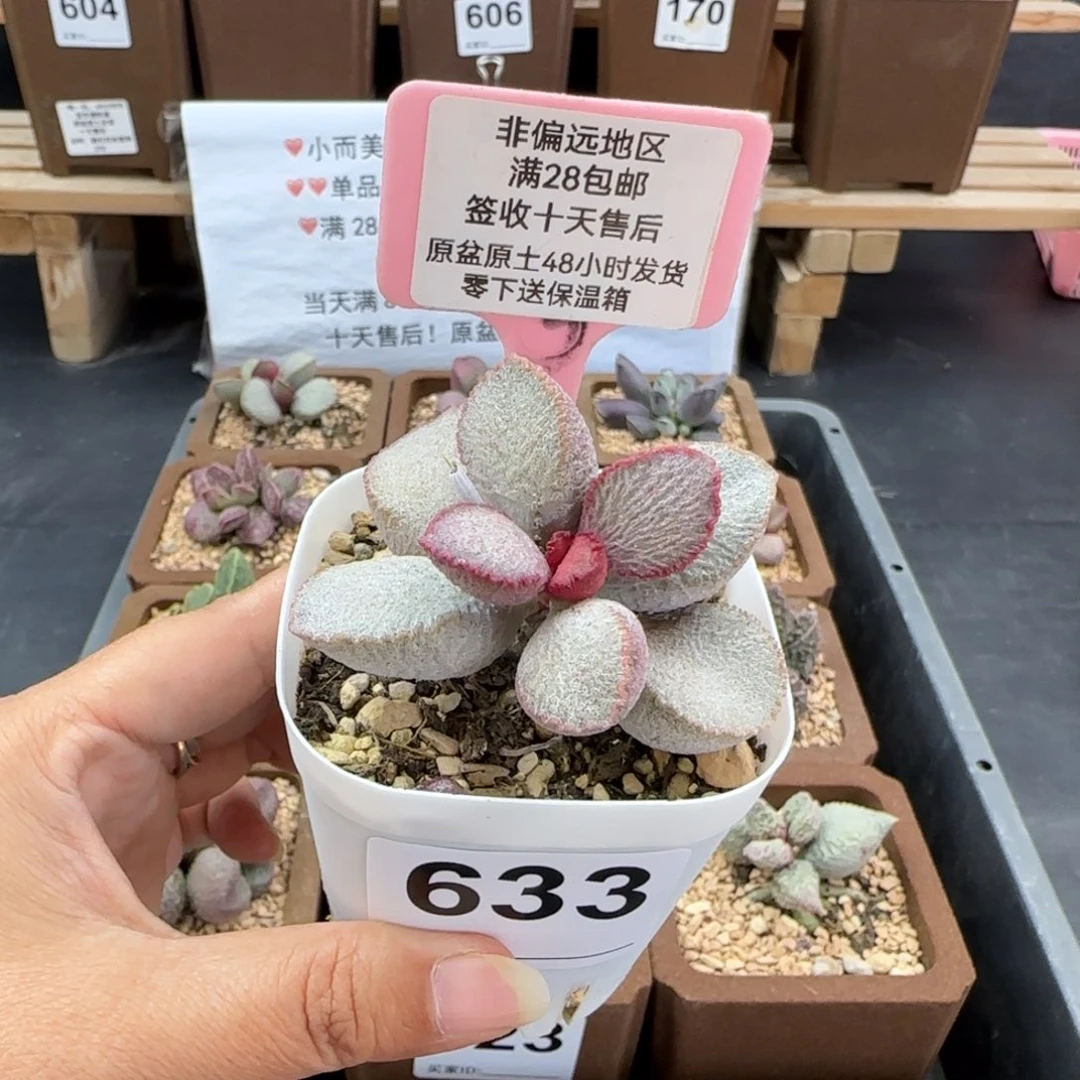 633圣姬多肉的植物