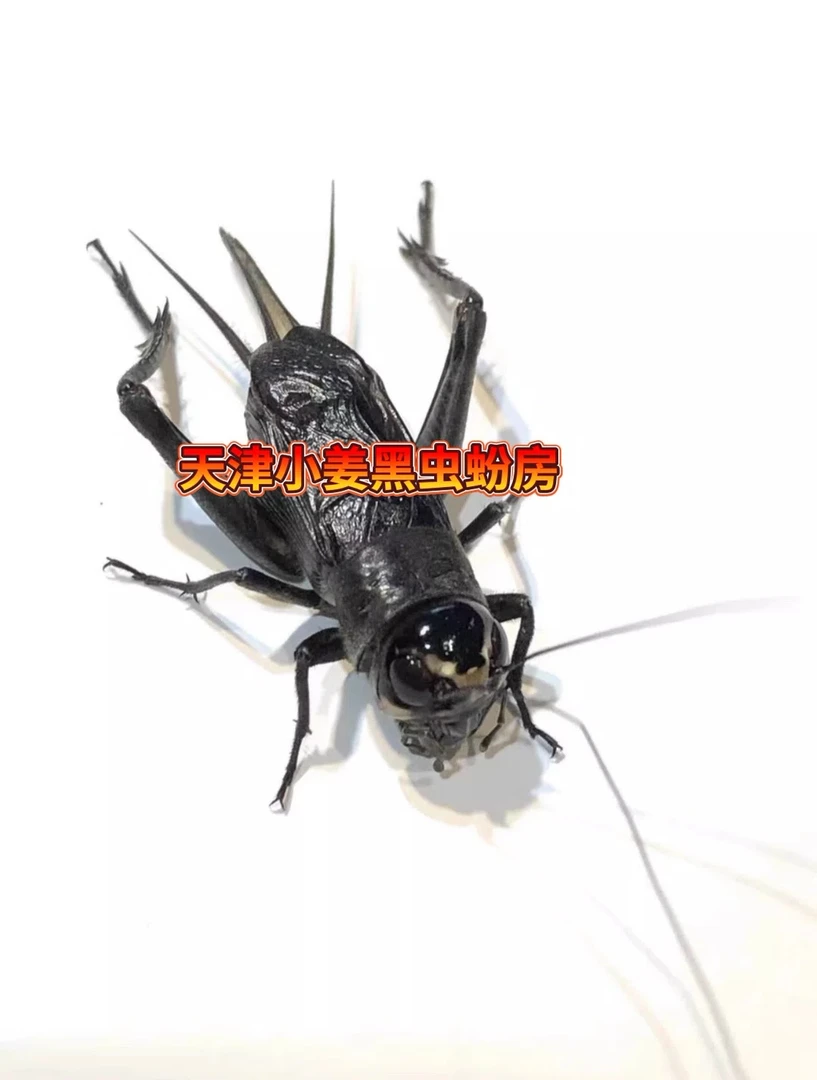 无水油葫芦北京呦拍1发3