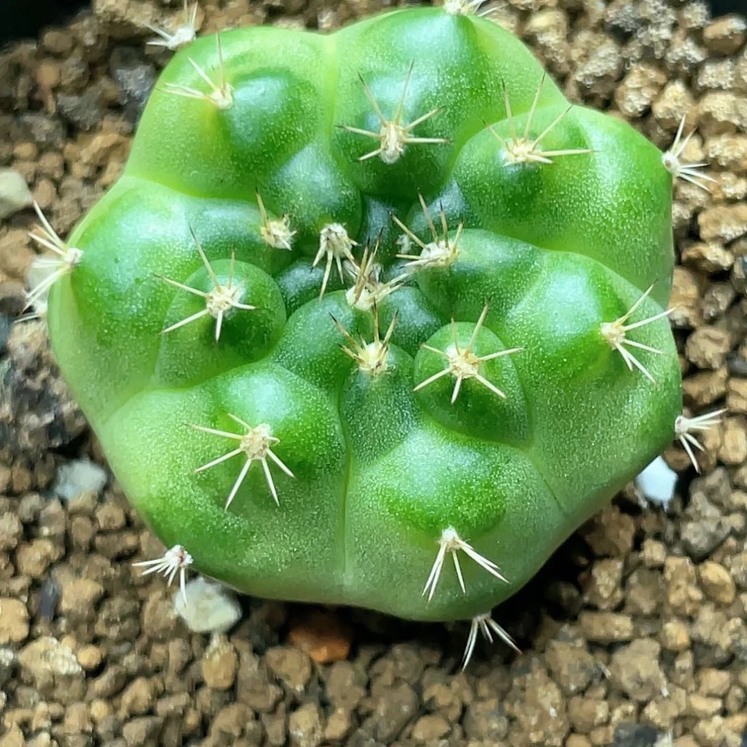 泰系名品侧，青苹果