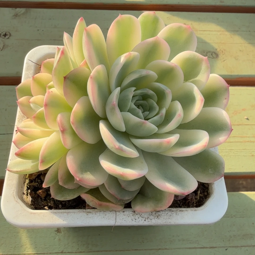 茉莉花锦锦上园艺一物一拍