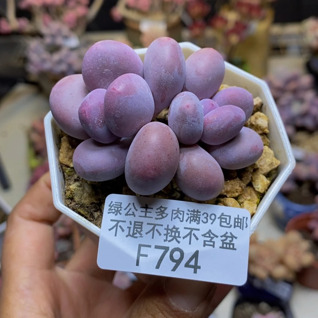794糖豆奶多肉4c m