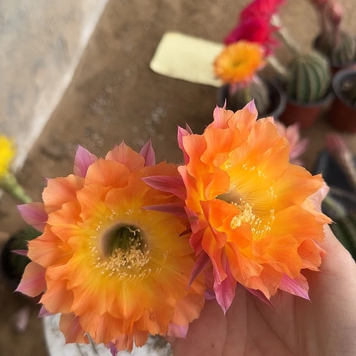 无花朵晨**凉带根彩草194