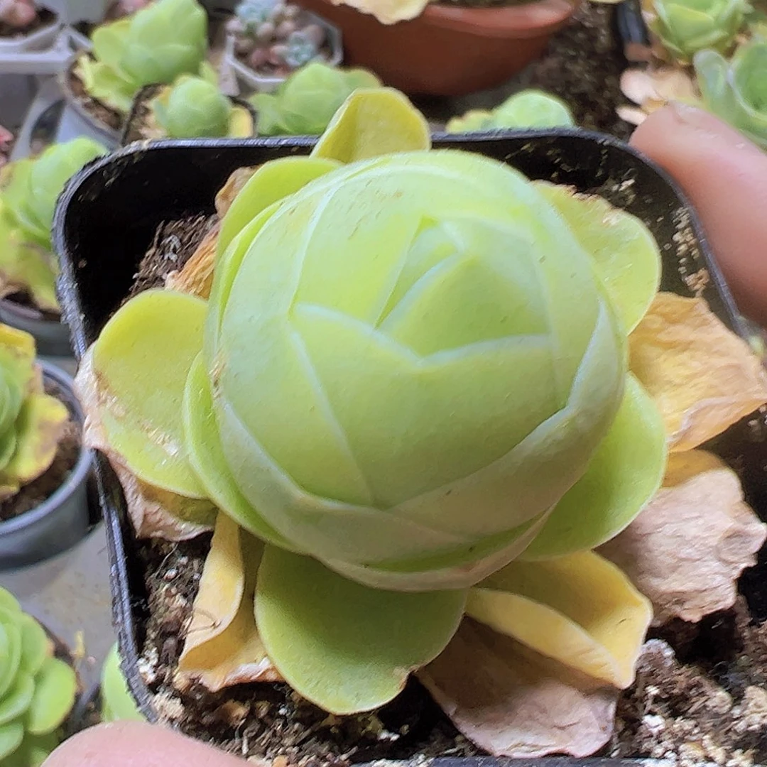 白玉鸡蛋带盆带土19包邮