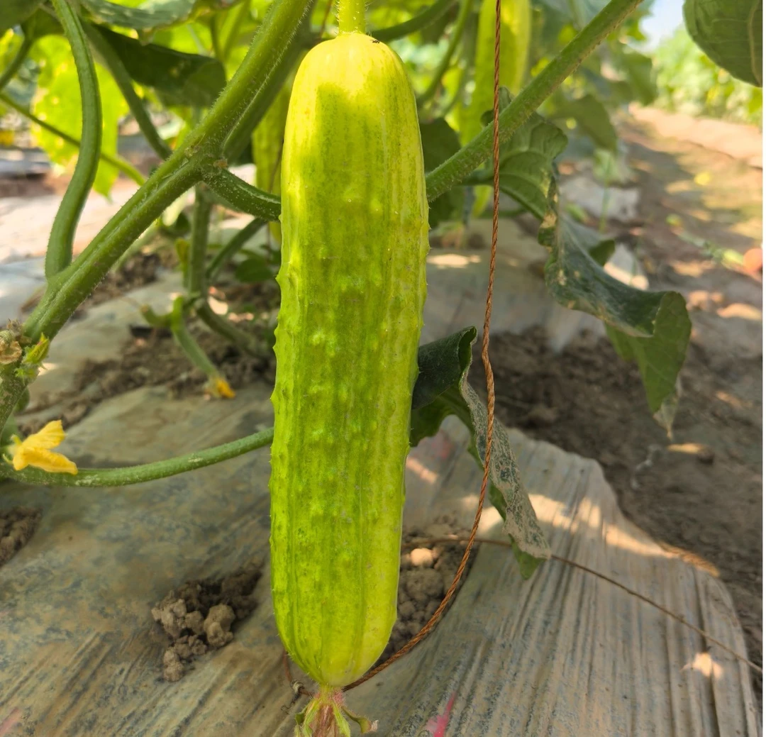 【白黄瓜种子】春季新品种阳台小院菜园种植脆甜水果黄瓜