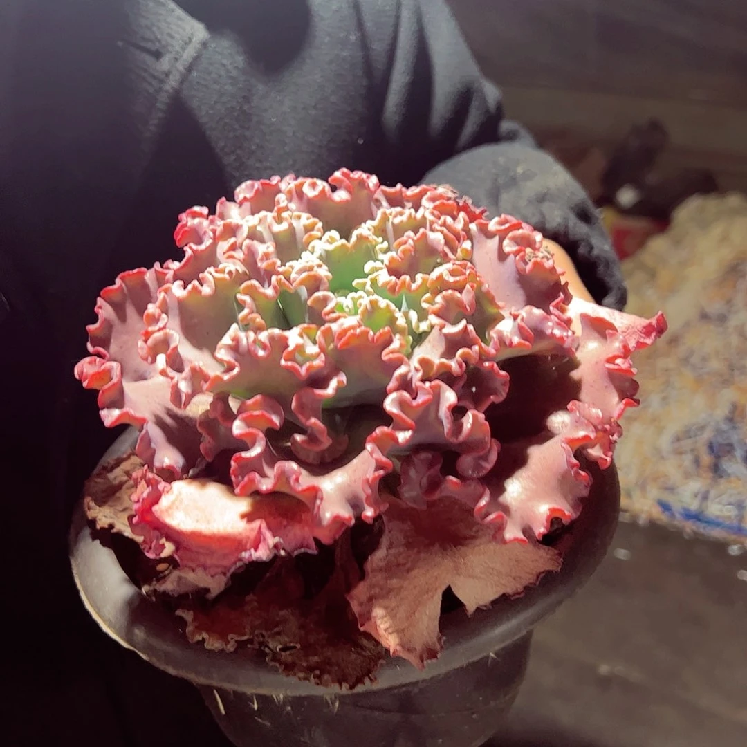 女王花莉大单头多肉