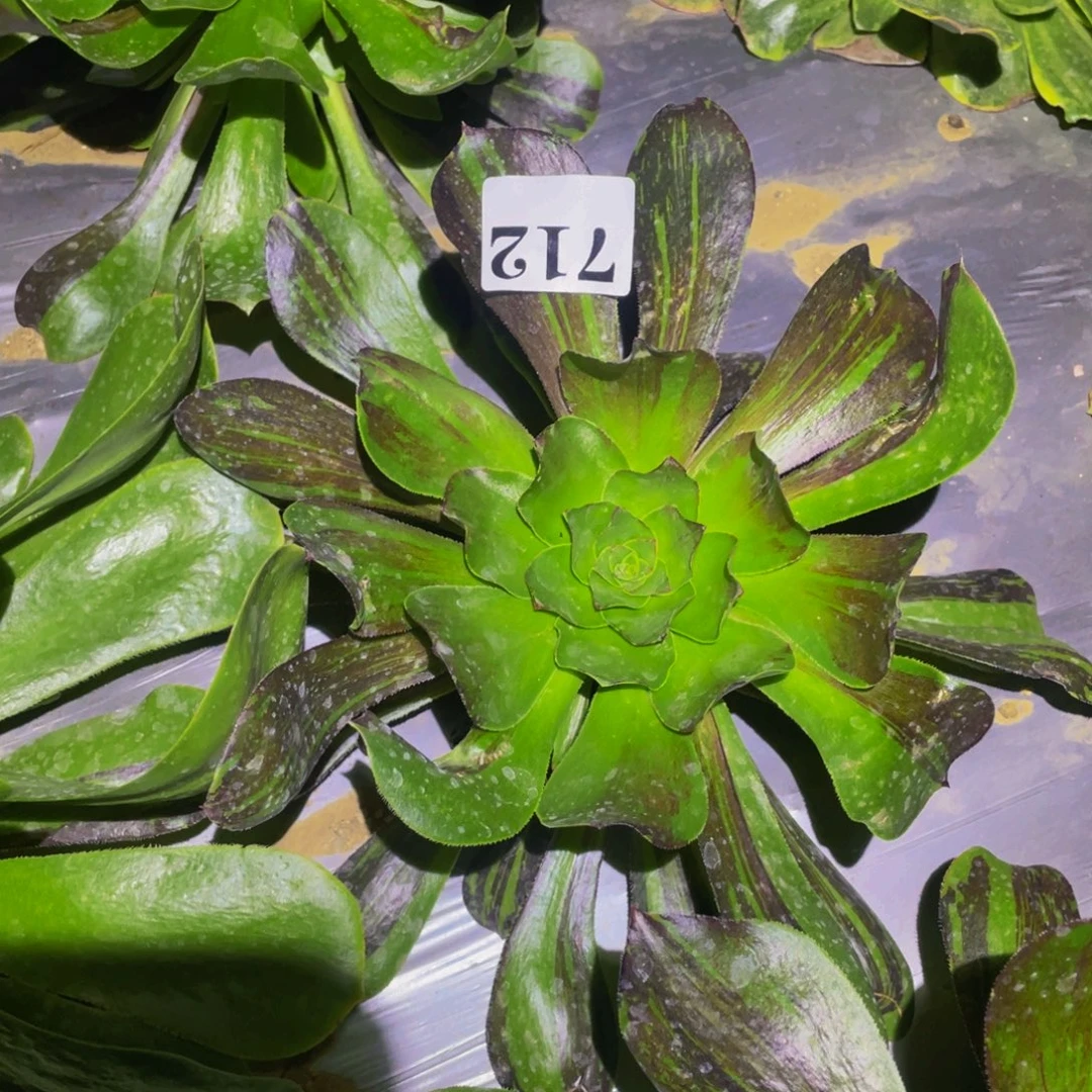 花斑鹿多肉植物712