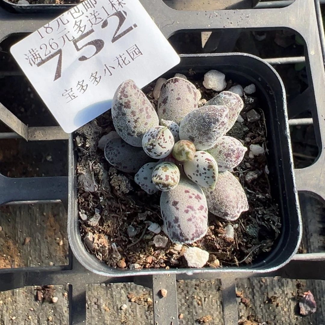 752号海豹水泡一物一拍