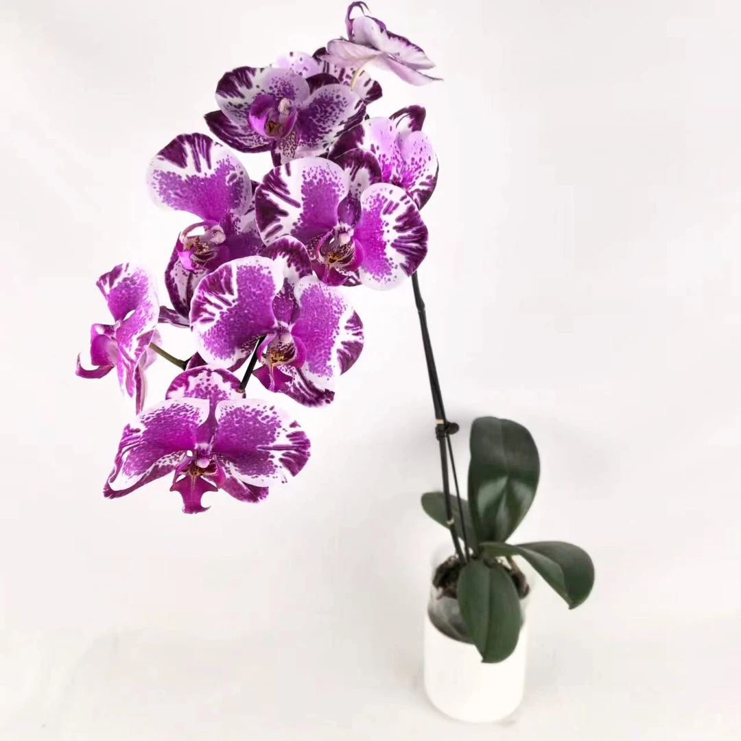 和成花卉【大洋靓女】全花发货 蝴蝶兰基地直发