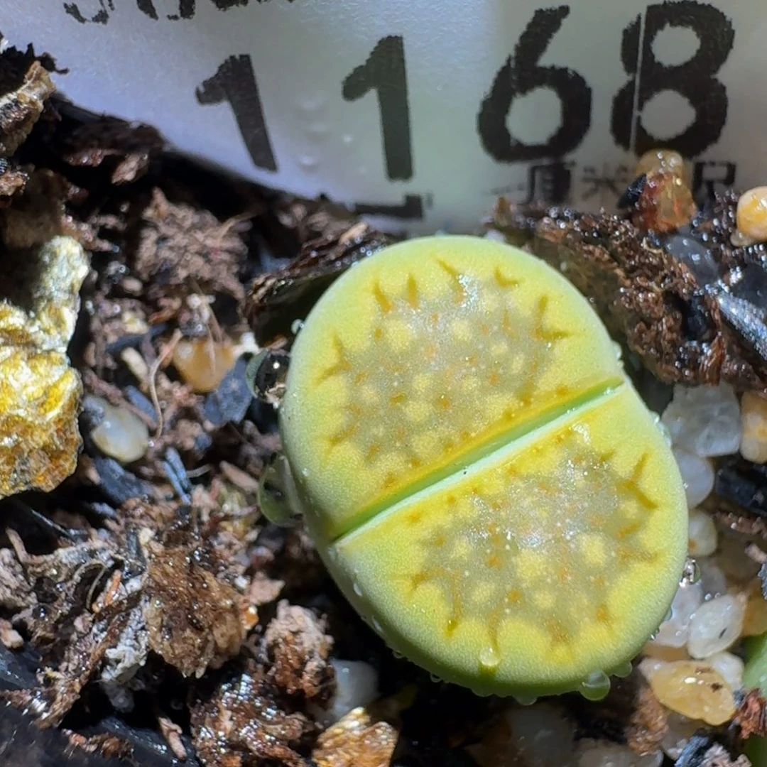 Zzzzz生石花肉锥1168