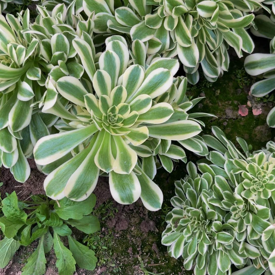 绿豆沙缀多肉植物捧花的