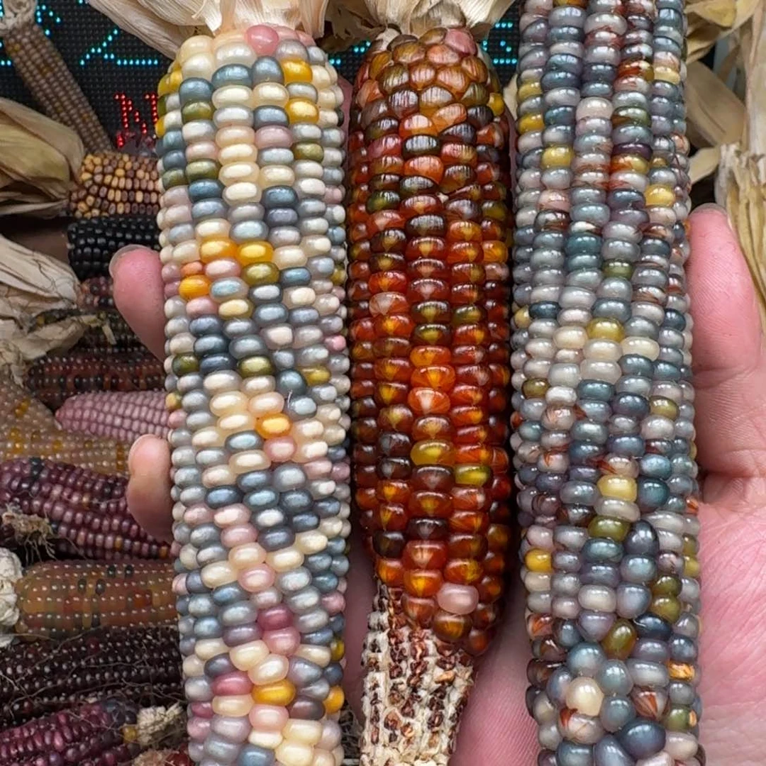 柏香籽/百香籽吊坠树*