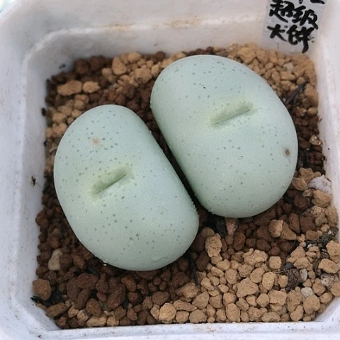 多肉肉锥 Y172超级大饼