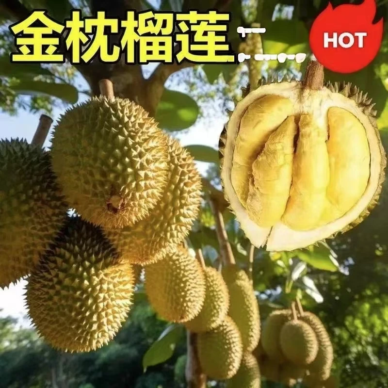 榴莲盆栽/耐寒品种南方北方种植金枕猫山王当年结果lll