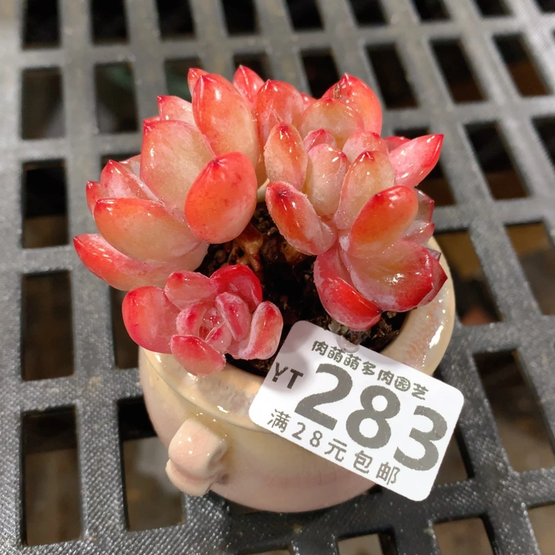 肉萌萌拇指盆精控多肉YT283