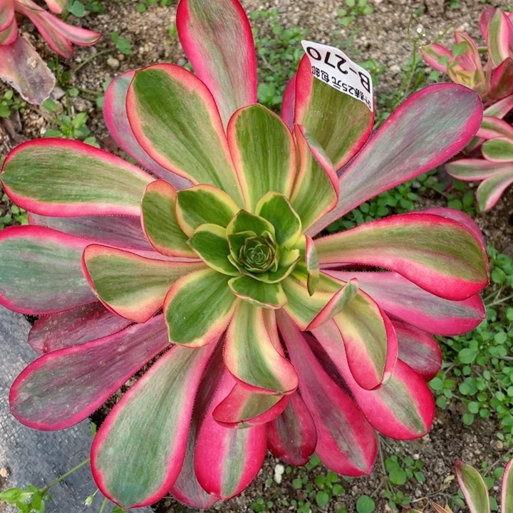 270红膜女多肉12345678