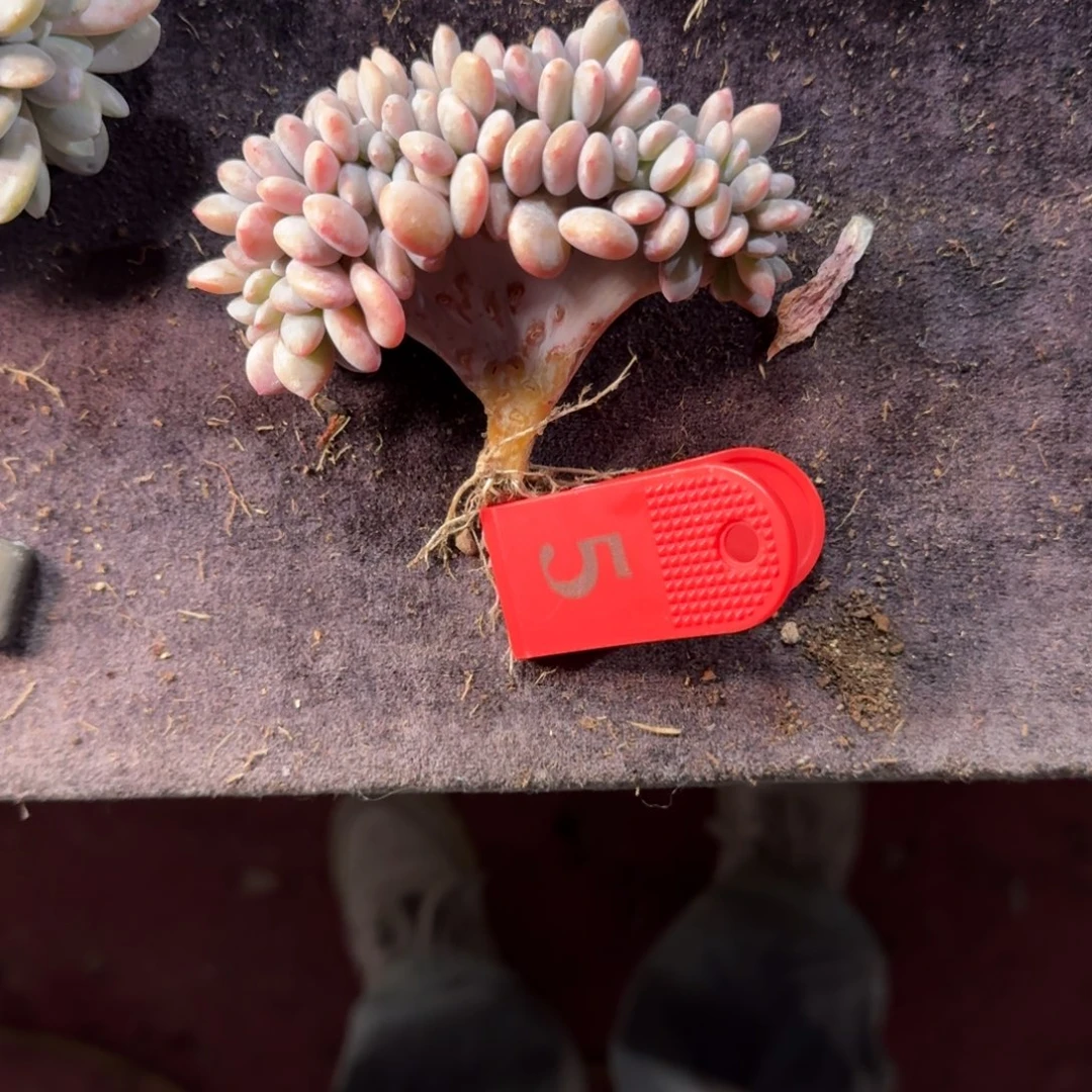 晞***粉兔缀化一物一拍5