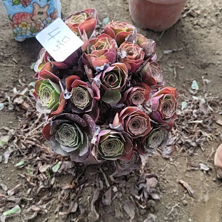 媚金玫瑰朵朵多肉植物