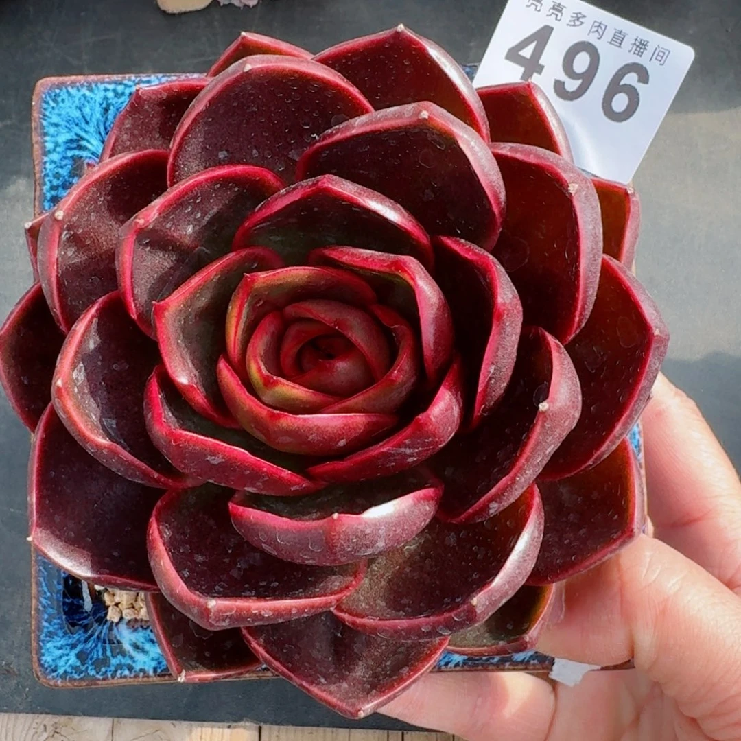 红灯      愿你一路坦途，乘风破浪展宏图