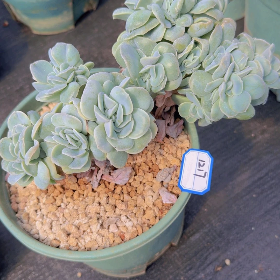 1217可爱玫瑰缀凡艺多肉