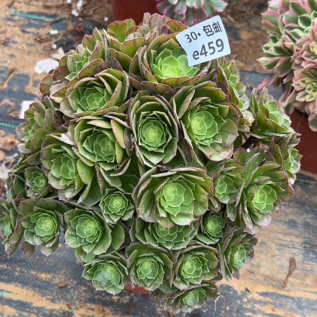 灰*石459万圣夜多肉法师