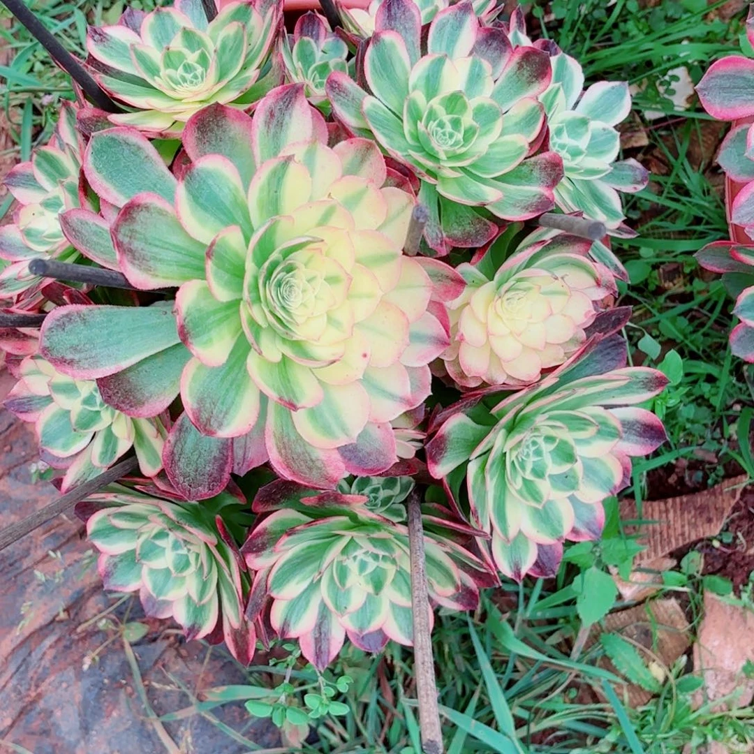 云南多肉植物海鲜
