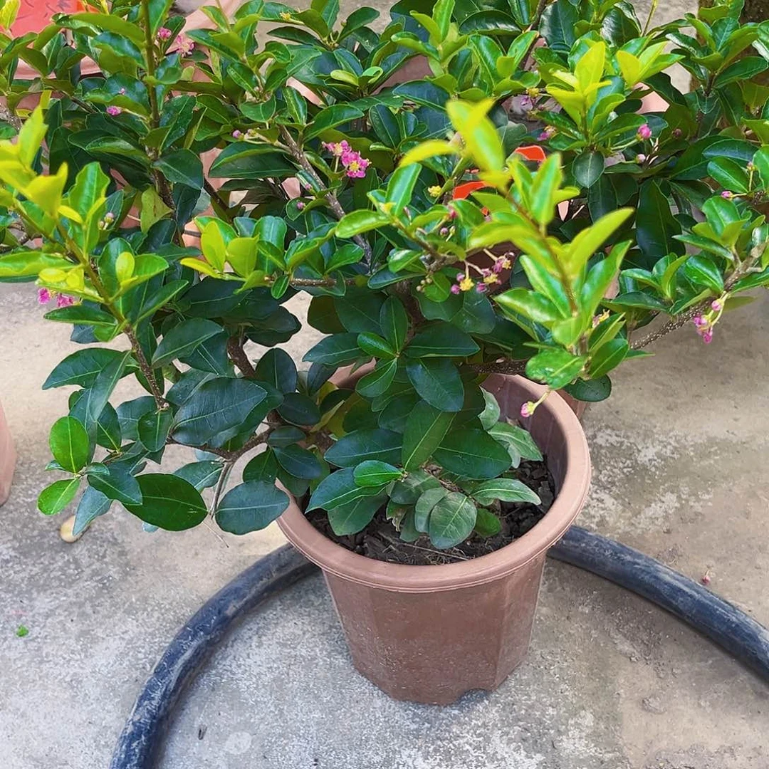 雄***翔无花朵2456899853256789