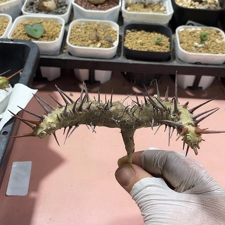 141产地刺月界块根