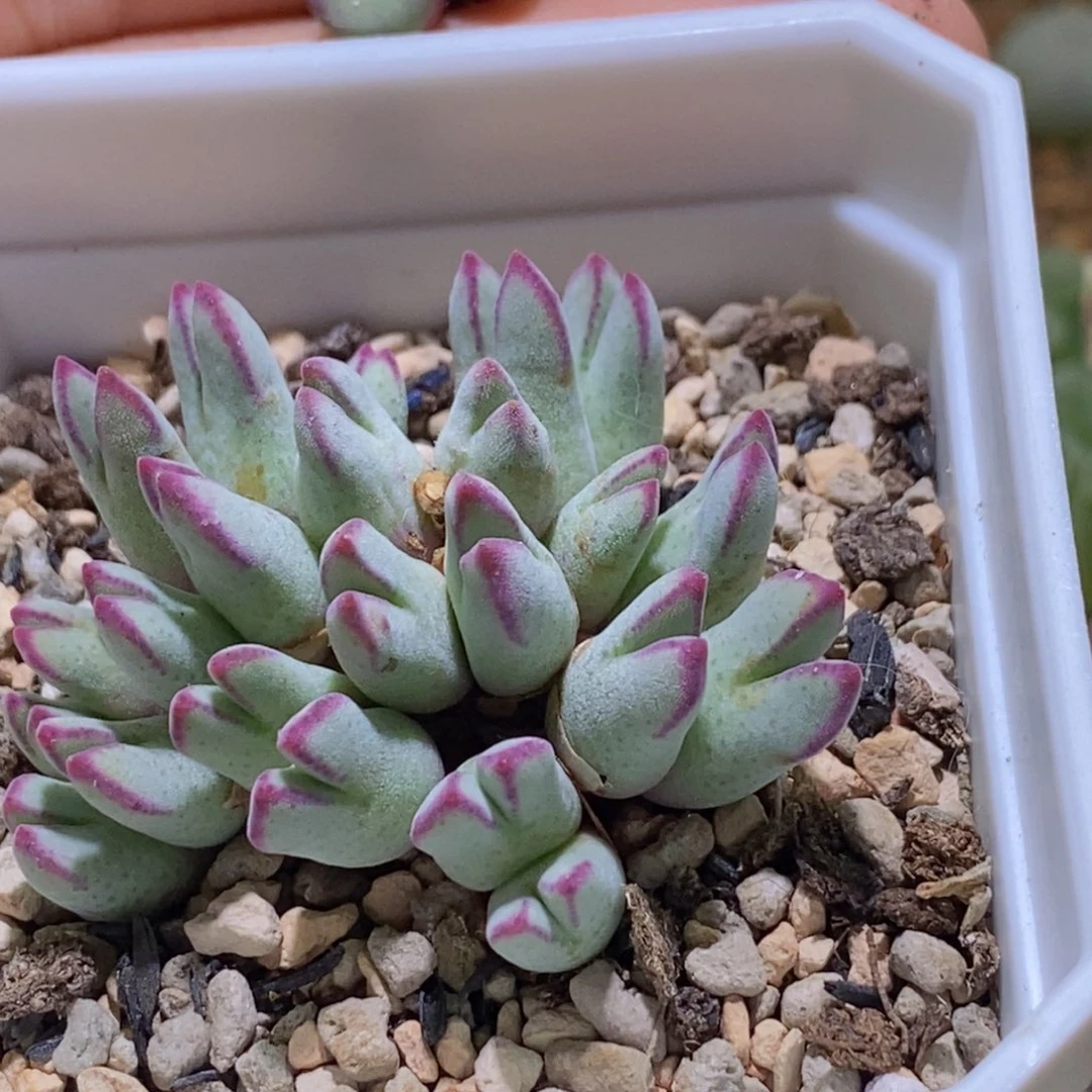 ღ***。两颗肉7-0733好看好看好看