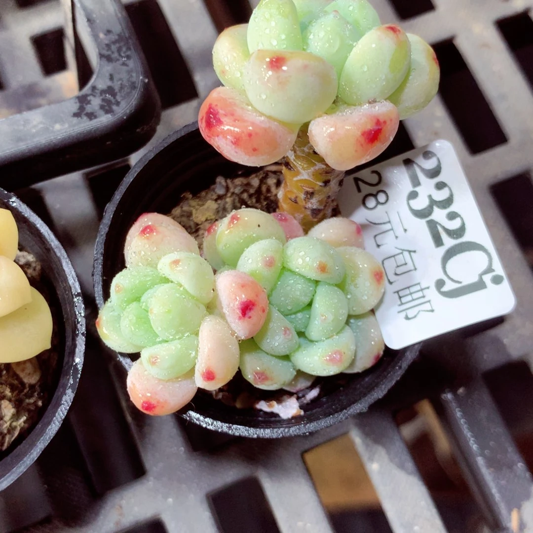 5厘米盆精控多肉232