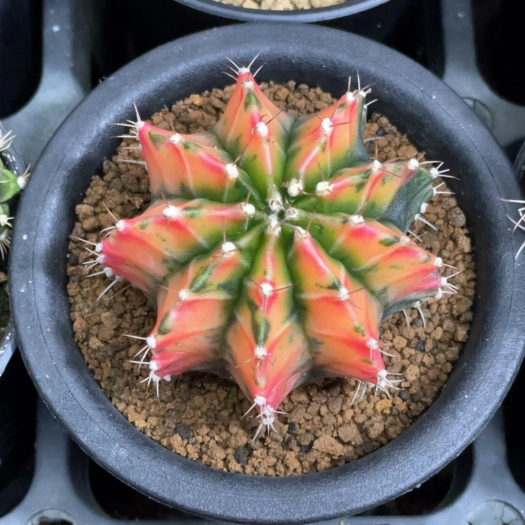 当前无花朵，栽培后可花朵老*泰系实生，规律棱背锦