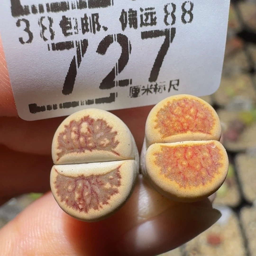 Sssss生石花肉锥727晕染