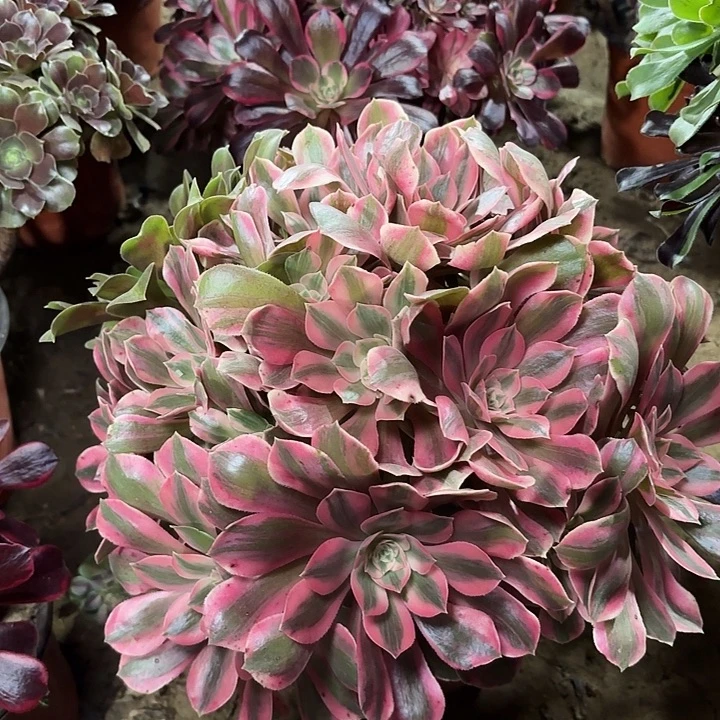 多肉植物法师女妖37