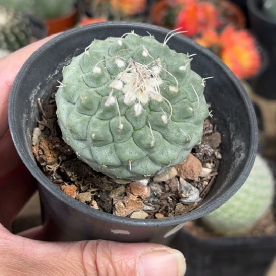 当前无花栽培后可以开花实生菊水