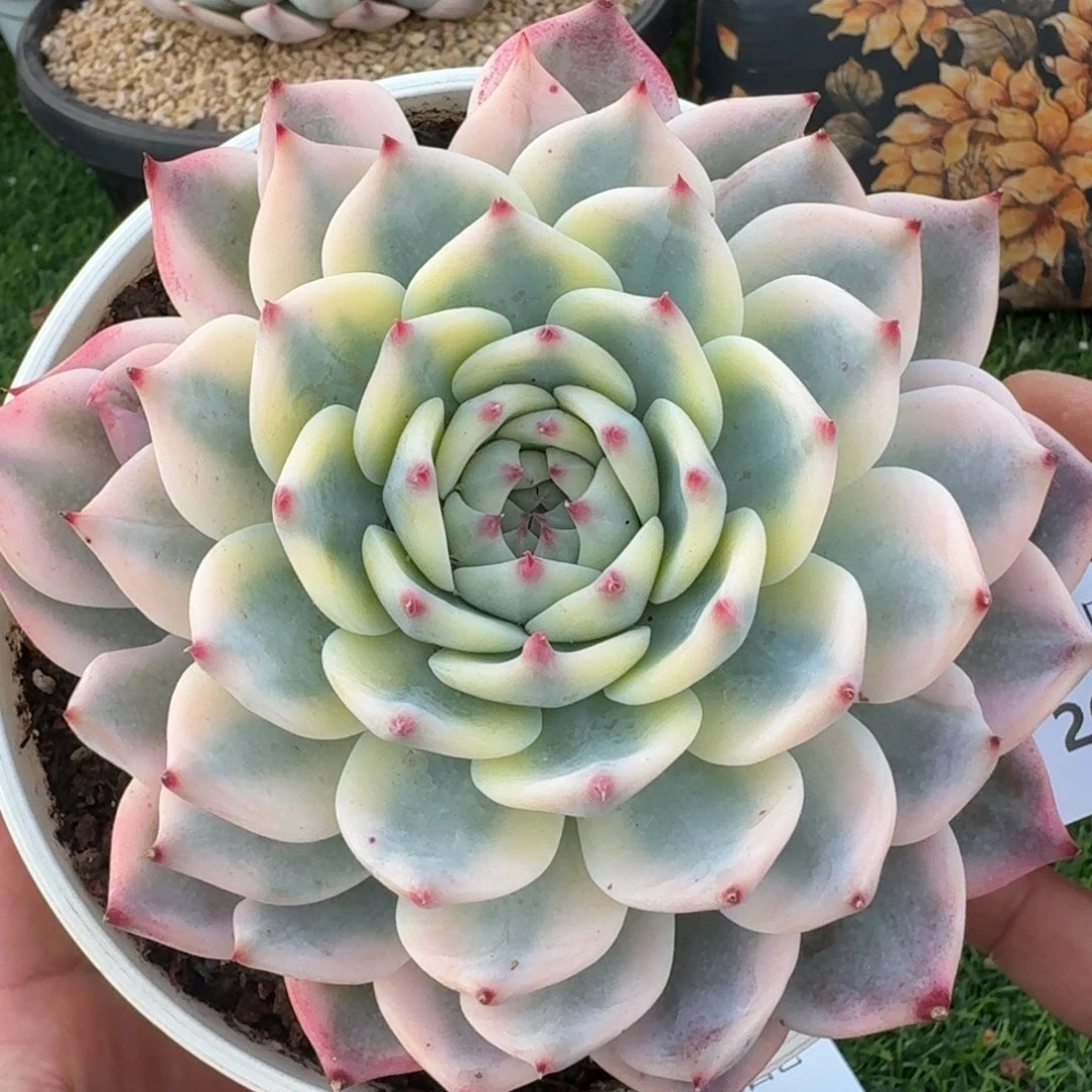 2647吉娃娃锦多肉植物