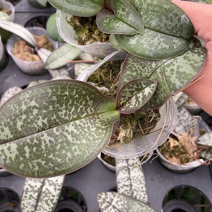 完全开放处理苗 西交黄史+香白史交银河史